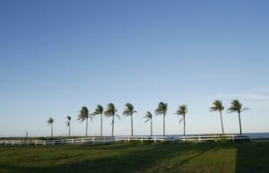 The Structural Elegance of Palms: A Guide to Professional Palm Selection