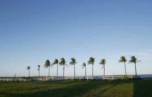 The Structural Elegance of Palms: A Guide to Professional Palm Selection